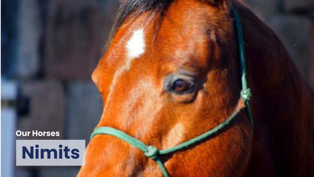 From foundation bricks to Nimits, our first horse, HorseBack UK's story is one of vision and leadership. Nimits may be 14hh, but his leadership is unmatched, embodying the change we inspire. #HorseBackUK #Nimits #Leadership horseback.org.uk/about/our-hors…