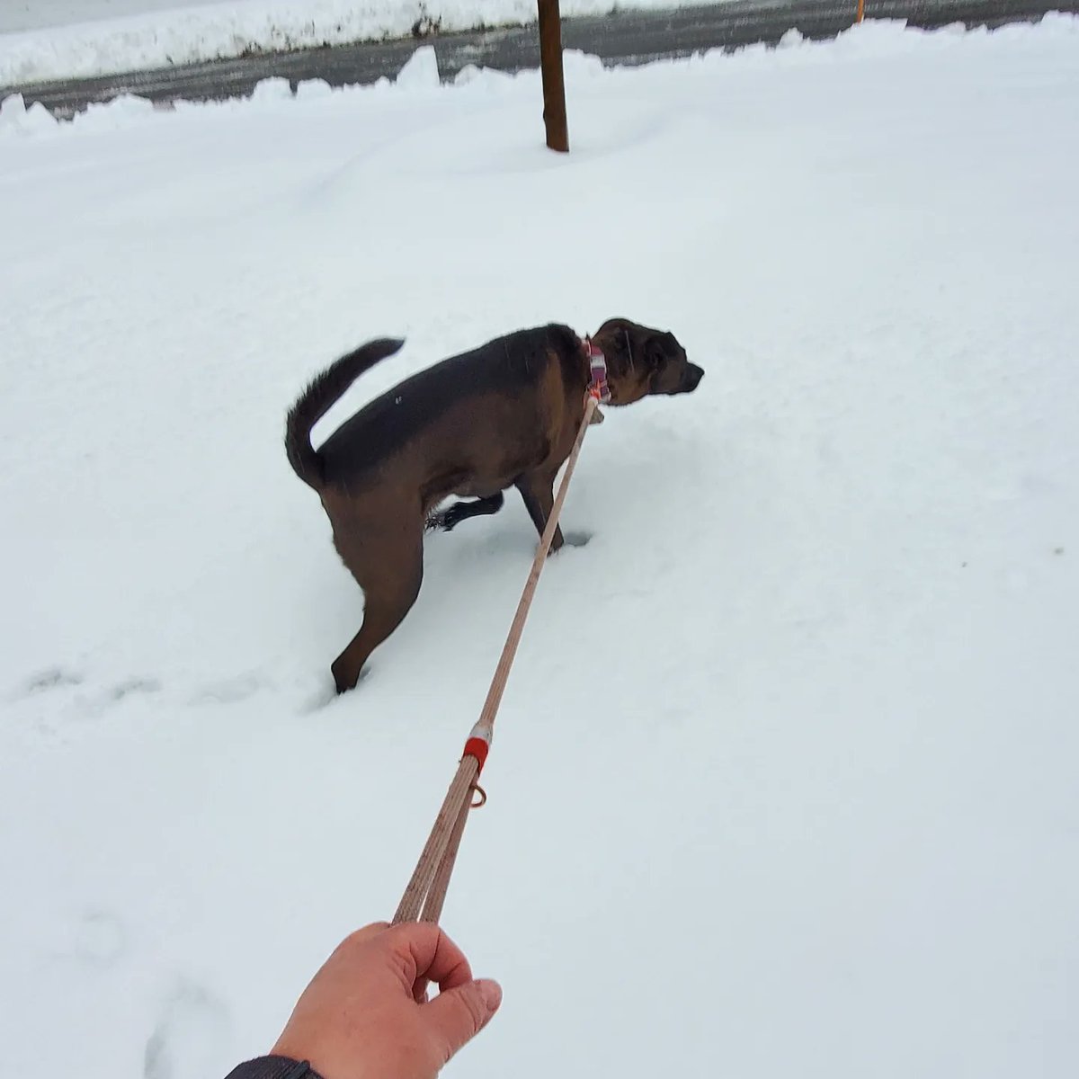 JustK1's tweet image. Vermont snow #dogsofwinter