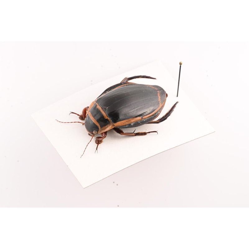 Insects-bne tweet media