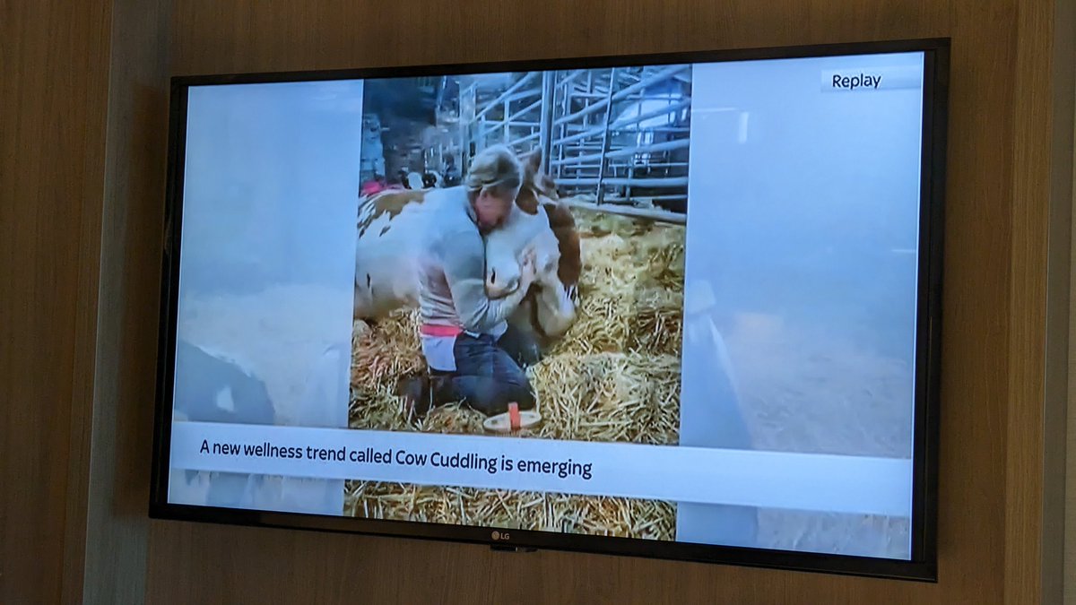 VeganOlive1's tweet photo. Have you seen the latest trend 🙄🙄🙄 'Cow Cuddling' £40 for two hours...WTAF😳😳😳 give them a cuddle and then go home and eat a steak...This is on Sky News !!! https://t.co/yflaioNgT2