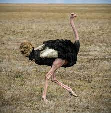 Random_Imbecile's tweet photo. @atrupar Must have been one of these turkeys. https://t.co/6Pr6Zmvas0
