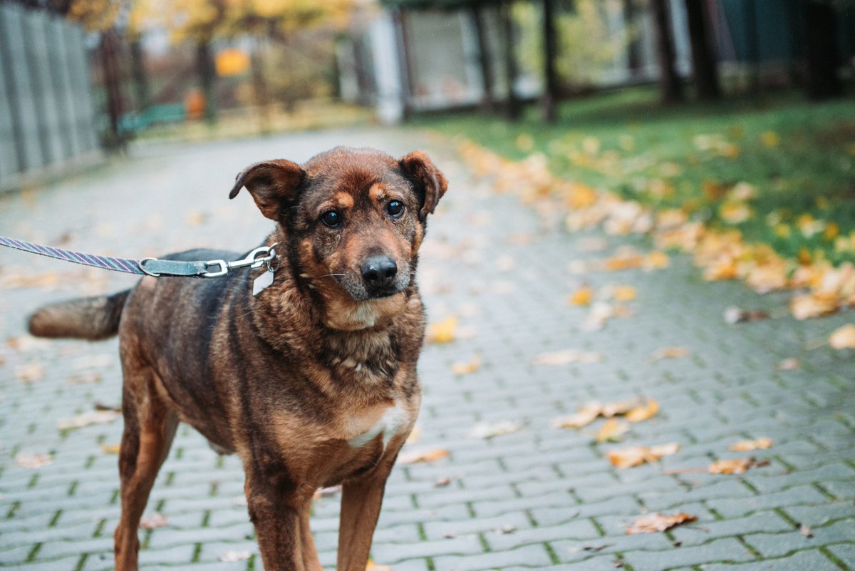Jurek uwielbia chodzić na spacery i jest przyjazny do napotkanych osób. Czeka na spokojny, dobry dom - jako przyjaciel swego człowieka 🥹. 

Jest odrobaczony, zaszczepiony, zaczipowany i wykastrowany.  

📱𝙆𝙊𝙉𝙏𝘼𝙆𝙏 𝙒 𝙎𝙋𝙍𝘼𝙒𝙄𝙀 𝘼𝘿𝙊𝙋𝘾𝙅𝙄 👉 510 170 787