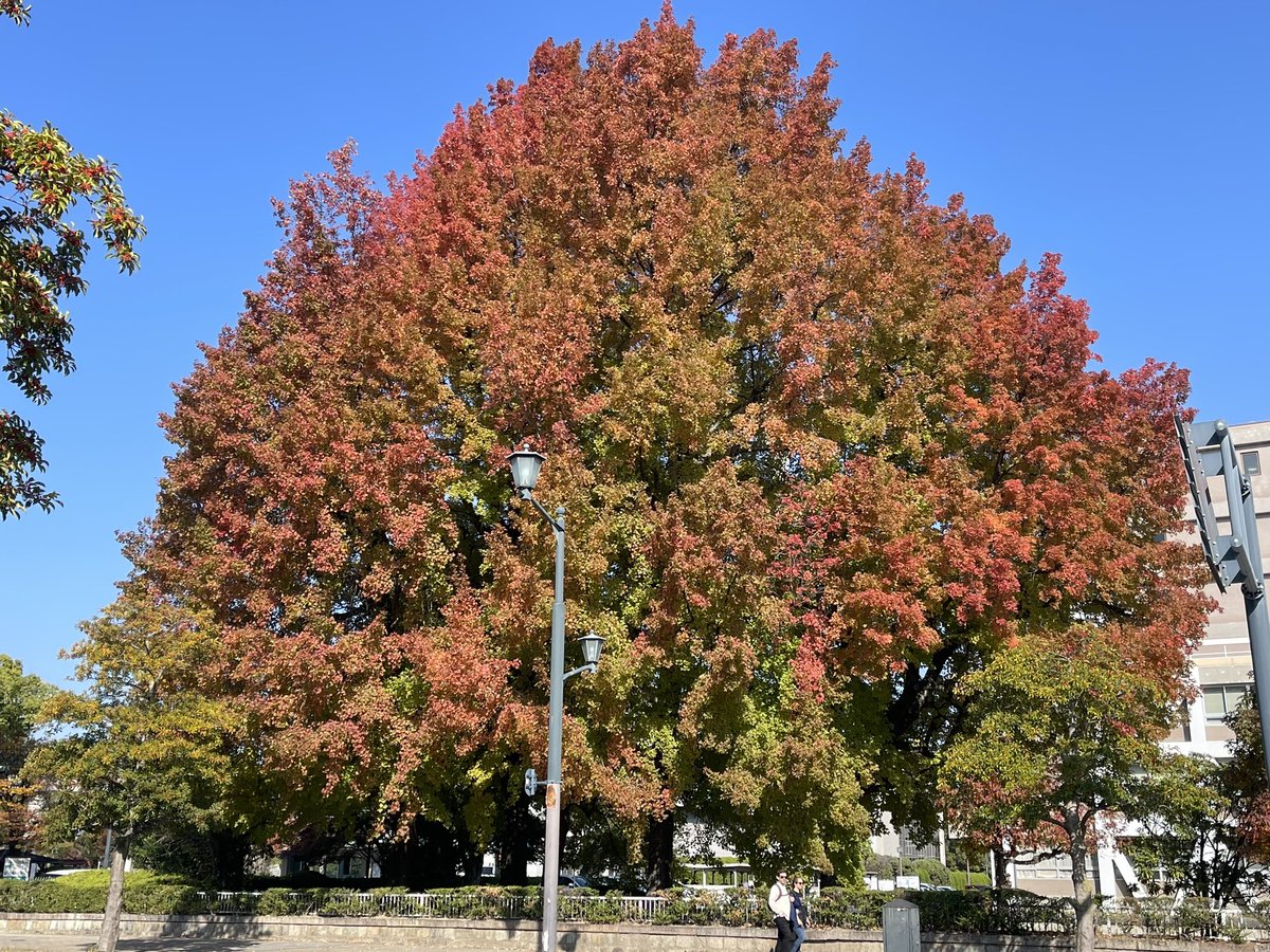 職場の目の前にある大きなタイワンフウ。 この付近では、毎年紅葉シーズンの 最後に色づく木です。 だいぶキレイになってきました。 あすまでは暖かいです。 宮島の大聖院など、今見ごろの所に 行くのもいいかも🍁 あすは今日より雲が増えて、 夕方以降北部中心ににわか雨パラつく所も。