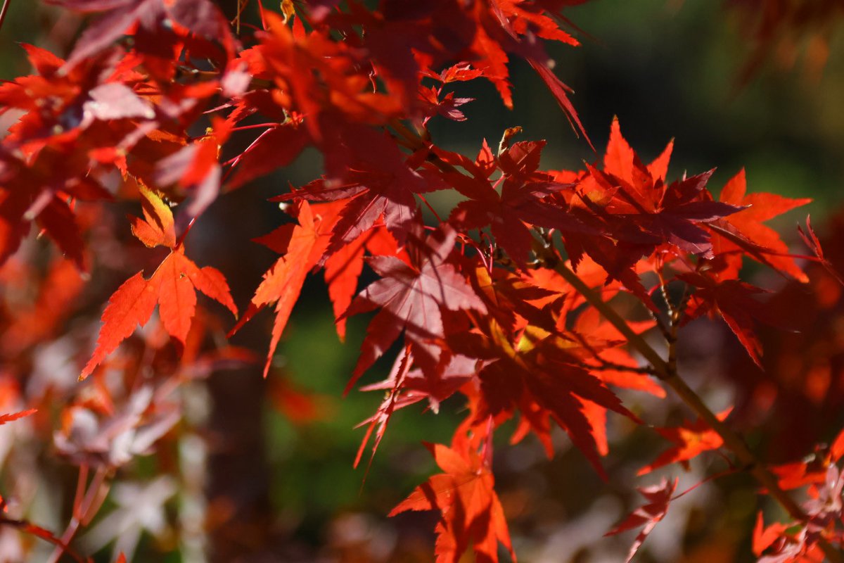 naga2camera's tweet photo. 防府　毛利邸庭園に秋を求めて🍂
#eosr7
#sigma 18-300mmf3.5-6.3dcmacro https://t.co/vmTL20zZWN