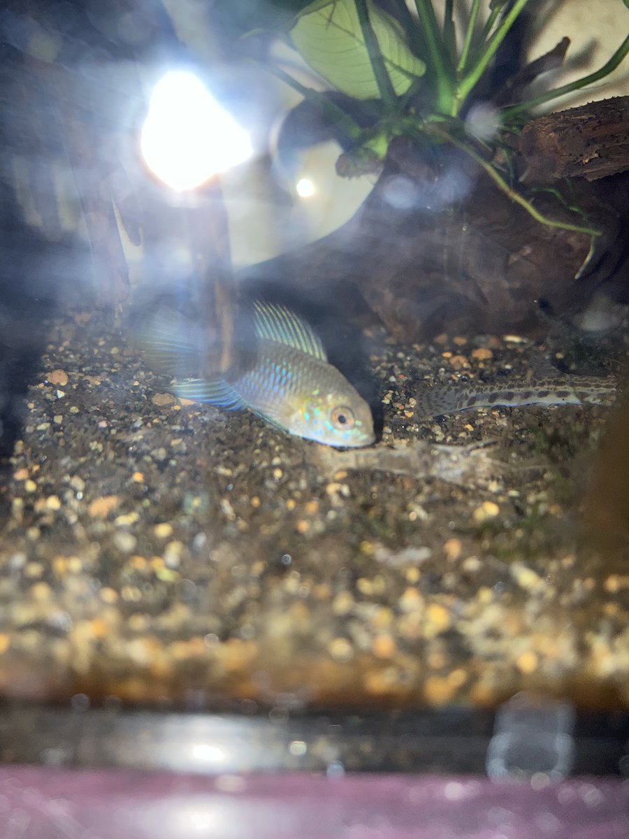ボレリー
真夜中のボレリー。

#アピスト #アピストグラマ #apistogramma
#アクアリウム #熱帯魚