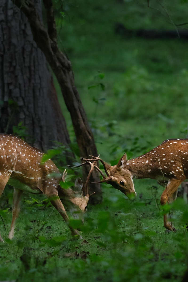 itsmesubhash's tweet photo. Pure &amp; Pristine 💚 - Photos taken from Kabini, Karnataka. https://t.co/VFqLsSf2IK