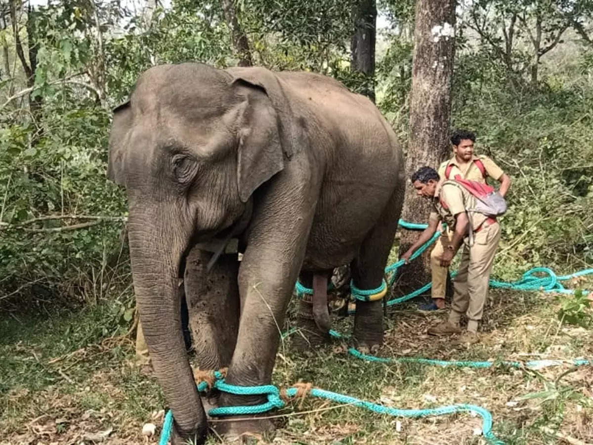 Parthiban951428's tweet photo. The  elephant named Pm-2 has been caged in Kerala's Wayanad for the past one year and is suffering torture. The Central FD officials should immediately arrange to release this elephant into its native Nilgiris forest. Don't believe the stories told by the KFD @moefcc @byadavbjp https://t.co/AReE3vHdCT