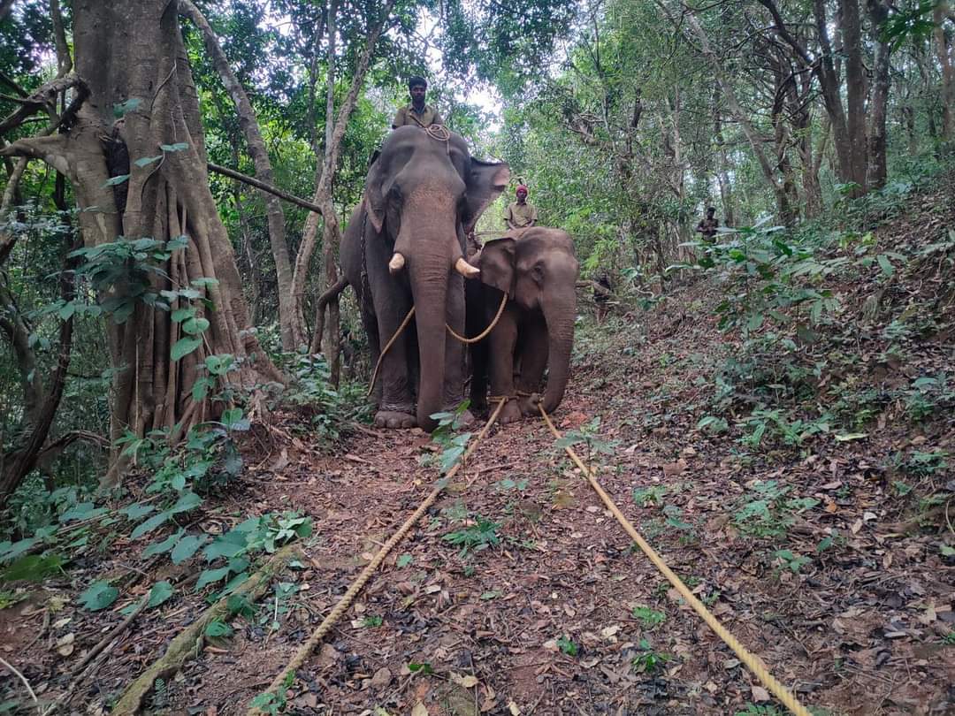 Parthiban951428's tweet photo. The  elephant named Pm-2 has been caged in Kerala's Wayanad for the past one year and is suffering torture. The Central FD officials should immediately arrange to release this elephant into its native Nilgiris forest. Don't believe the stories told by the KFD @moefcc @byadavbjp https://t.co/AReE3vHdCT