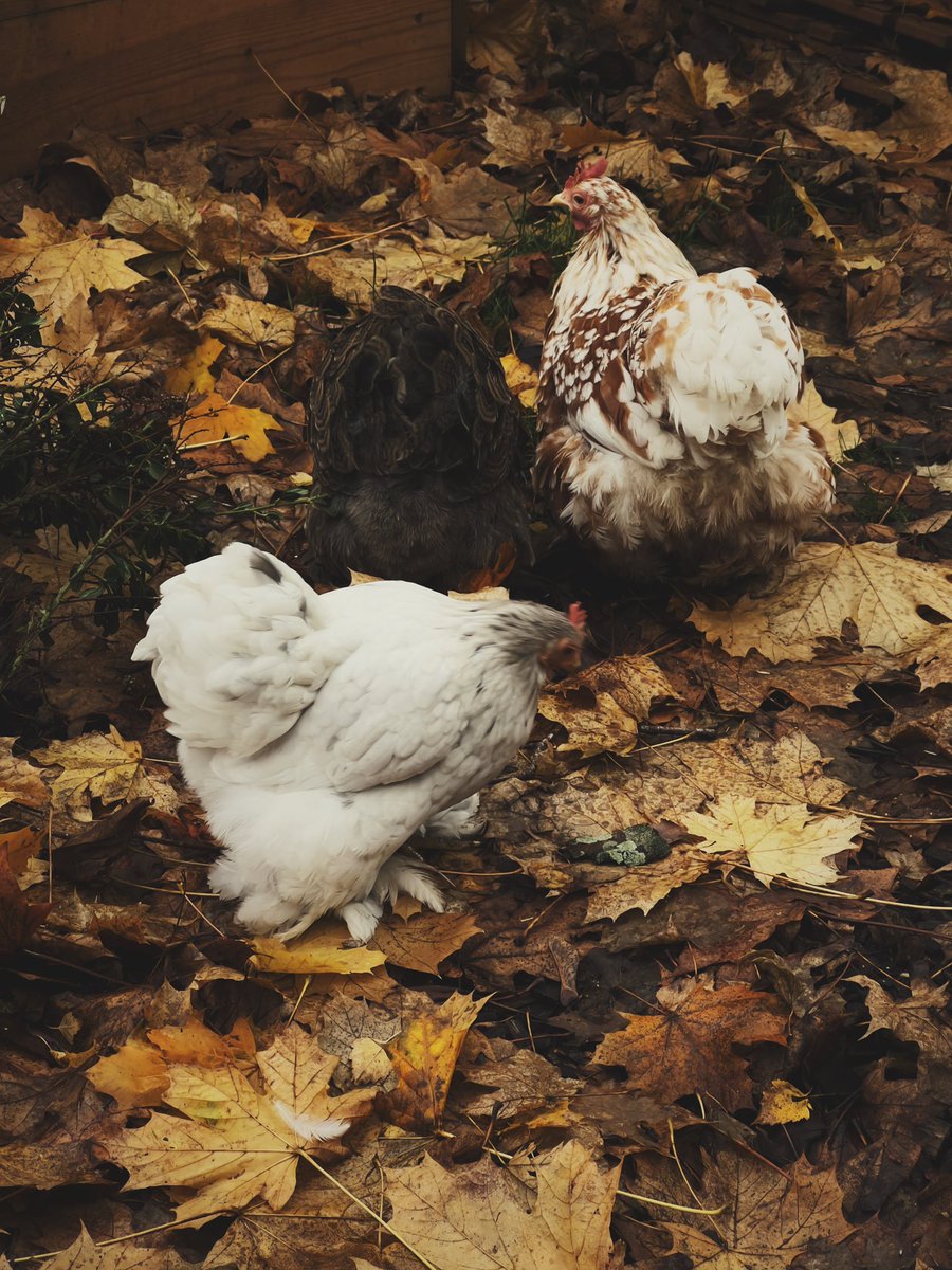 nataliastones's tweet image. Curious autumn girlies 🍂 🐔 🍇 #ChickensOfTwitter or  #ChickensOfX ?