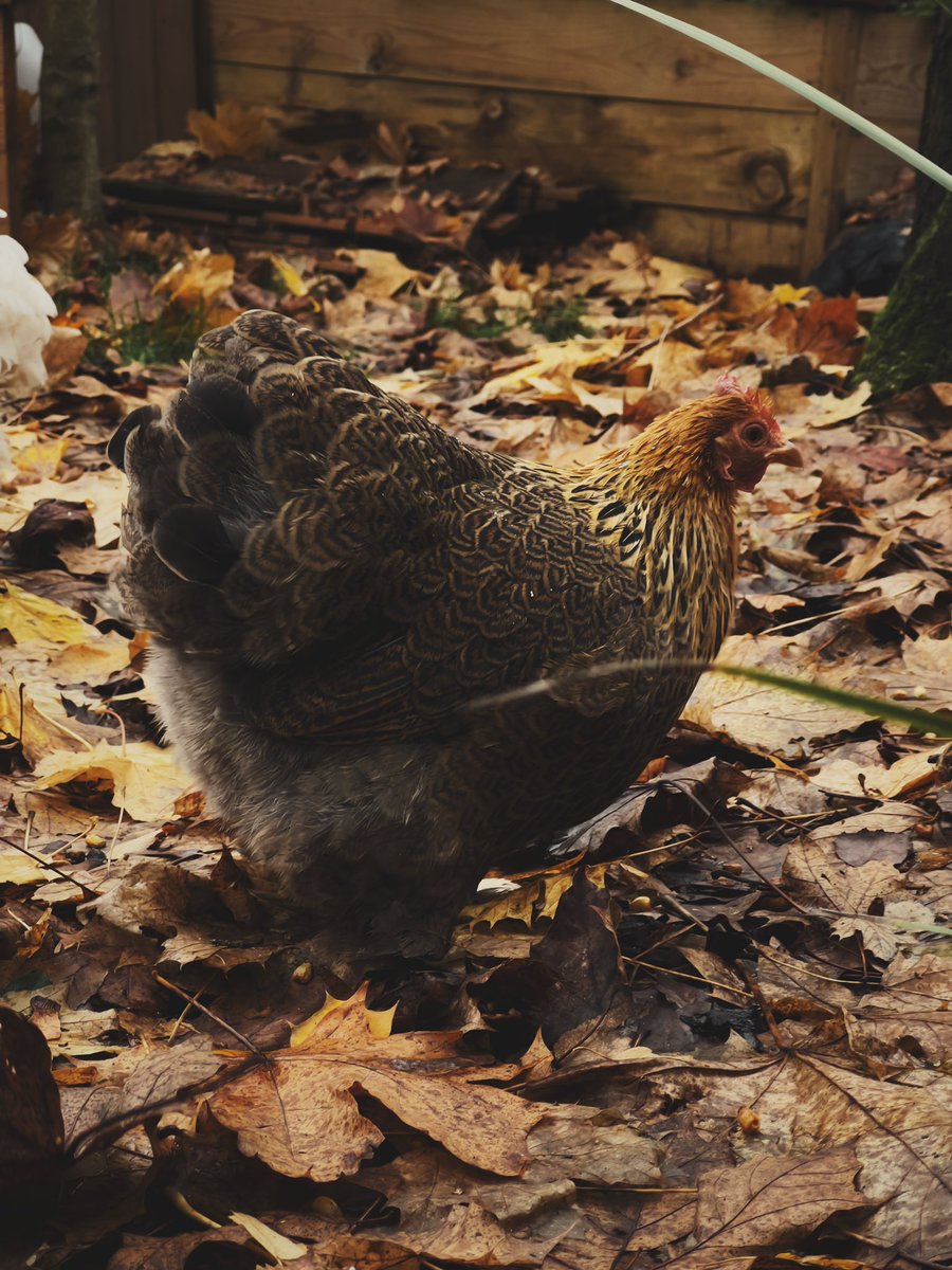 nataliastones's tweet image. Curious autumn girlies 🍂 🐔 🍇 #ChickensOfTwitter or  #ChickensOfX ?
