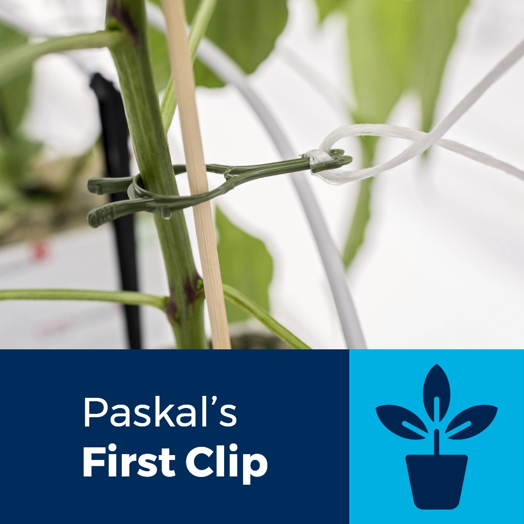 PaskalSolutions's tweet image. Support nursery growth with Paskal’s 20mm #FirstClip (4420). It fastens small #vegetableplants &amp;amp; little trees to sticks or support systems &amp;amp; attaches #trellistwine to #greenhouses. It’s also easy to install, cost-effective &amp;amp; time saving. Contact a sales manager to try it!