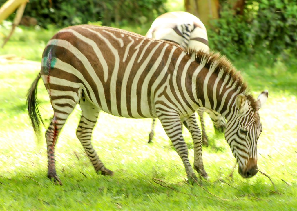 KWSKenya's tweet photo. A sigh of relief as two Zebras at Siroko and Marula farms Naivasha were rescued by the KWS vet and capture team yesterday. The zebras had wires cutting deep into their flesh making each step an excruciating ordeal. 

These striped beauties owe their lives to the swift intervention by the farm owners and their caregivers for reaching out to KWS, a stark reminder of the threats wildlife face.

To report any wildlife incidences, please call our toll free number 0800 597000 or WhatsApp 0726 610509 for immediate intervention

#wildlifeheroes
#partnershipinwildlifeconservation