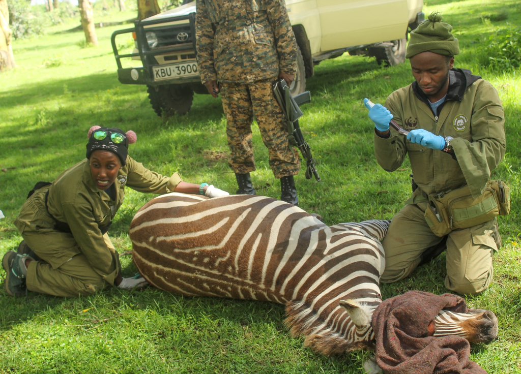 KWSKenya's tweet photo. A sigh of relief as two Zebras at Siroko and Marula farms Naivasha were rescued by the KWS vet and capture team yesterday. The zebras had wires cutting deep into their flesh making each step an excruciating ordeal. 

These striped beauties owe their lives to the swift intervention by the farm owners and their caregivers for reaching out to KWS, a stark reminder of the threats wildlife face.

To report any wildlife incidences, please call our toll free number 0800 597000 or WhatsApp 0726 610509 for immediate intervention

#wildlifeheroes
#partnershipinwildlifeconservation