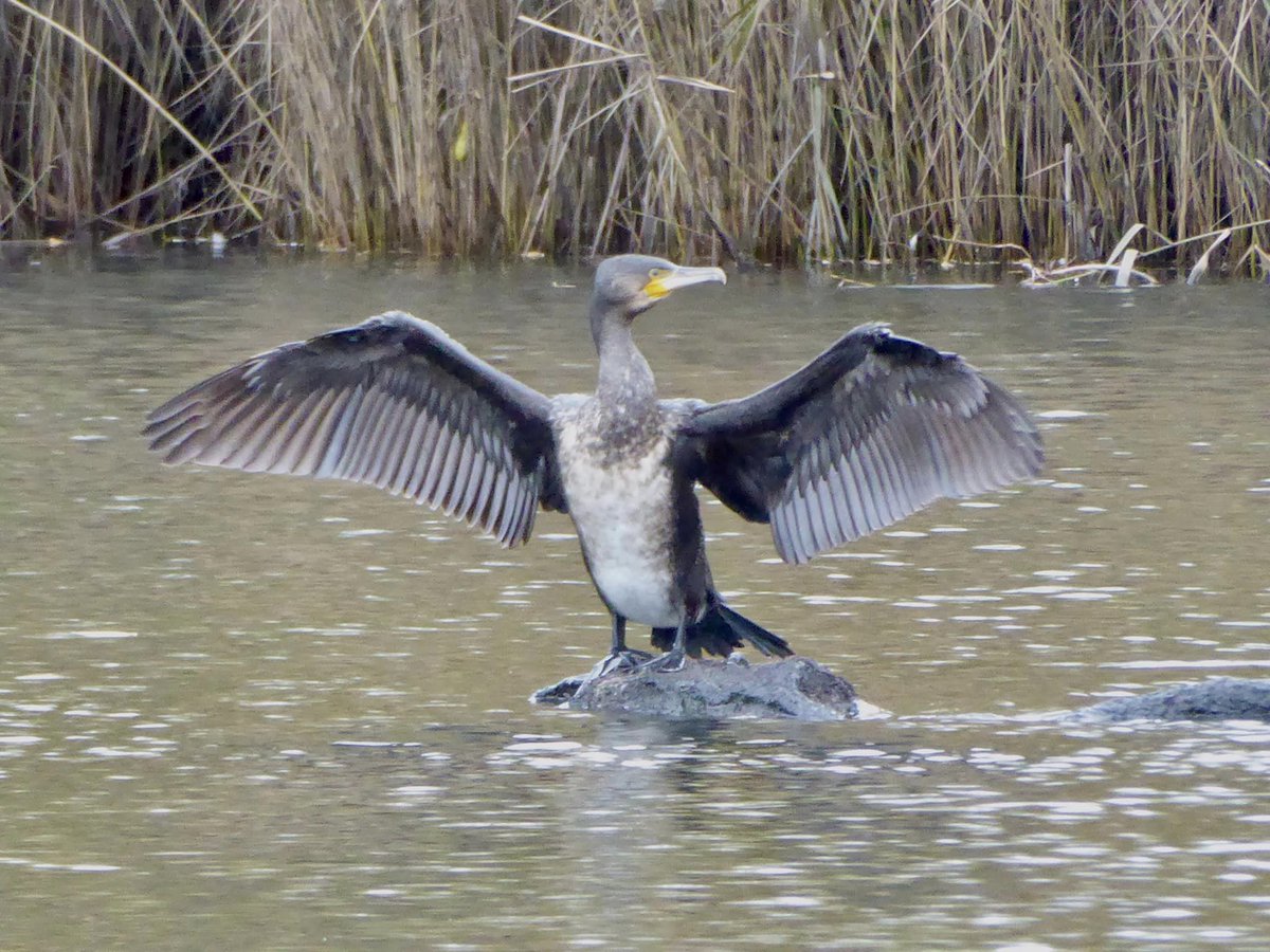 Dominic Mann sighted Black Cormorant drying its wings. Such beautiful birds. :) @RSPBBexleyGroup @WildGreenwich