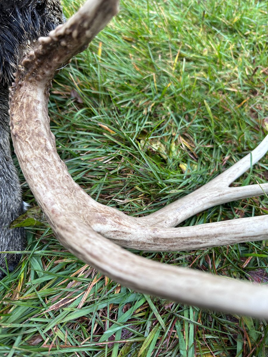 Big Buck Down! 

#BlitzOutdoors