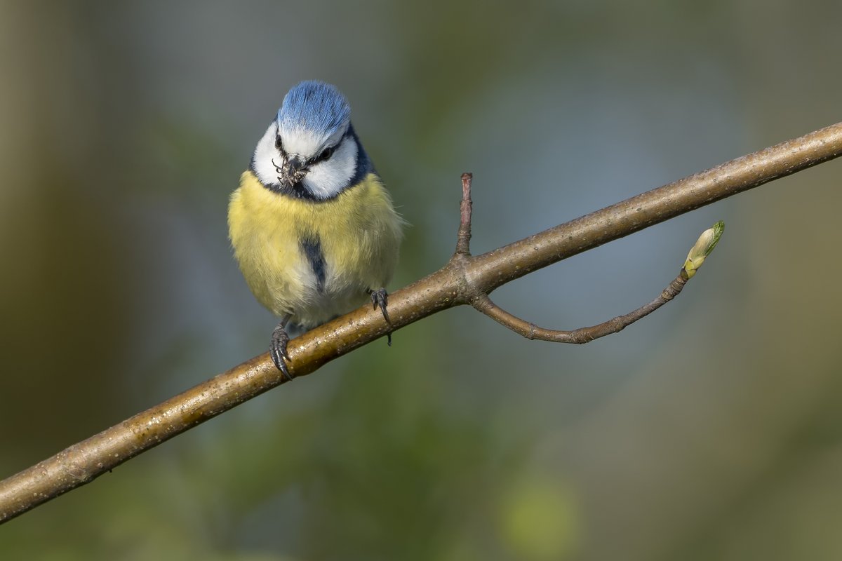 Jetzt ist es an der Zeit, den Garten einzuwintern. Wer z.B. Laub auf einen Haufen aufschichtet und beerentragende Wildsträucher noch nicht zurückschneidet, bietet Vögeln ein vielfältiges Buffet. Davon profitieren auch andere tierische Bewohner. 📷Blaumeise: Marcel Burkhardt