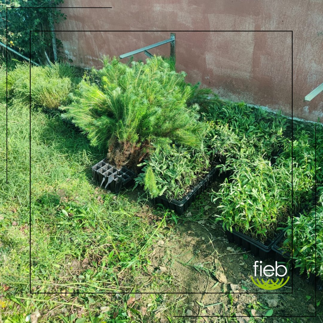 Las primeras plántulas para el proyecto "Estudio y mejora de la conectividad ecológica entre
humedales para la mejora del hábitat de anfibios y fauna asociada a los ecosistemas
fluviales."ya han llegado FIEB.

Gracias al apoyo de <a href="/fmontemadrid/">Fundación Montemadrid</a> y <a href="/caixabank/">CaixaBank</a>.
#ConvocatoriaMADS