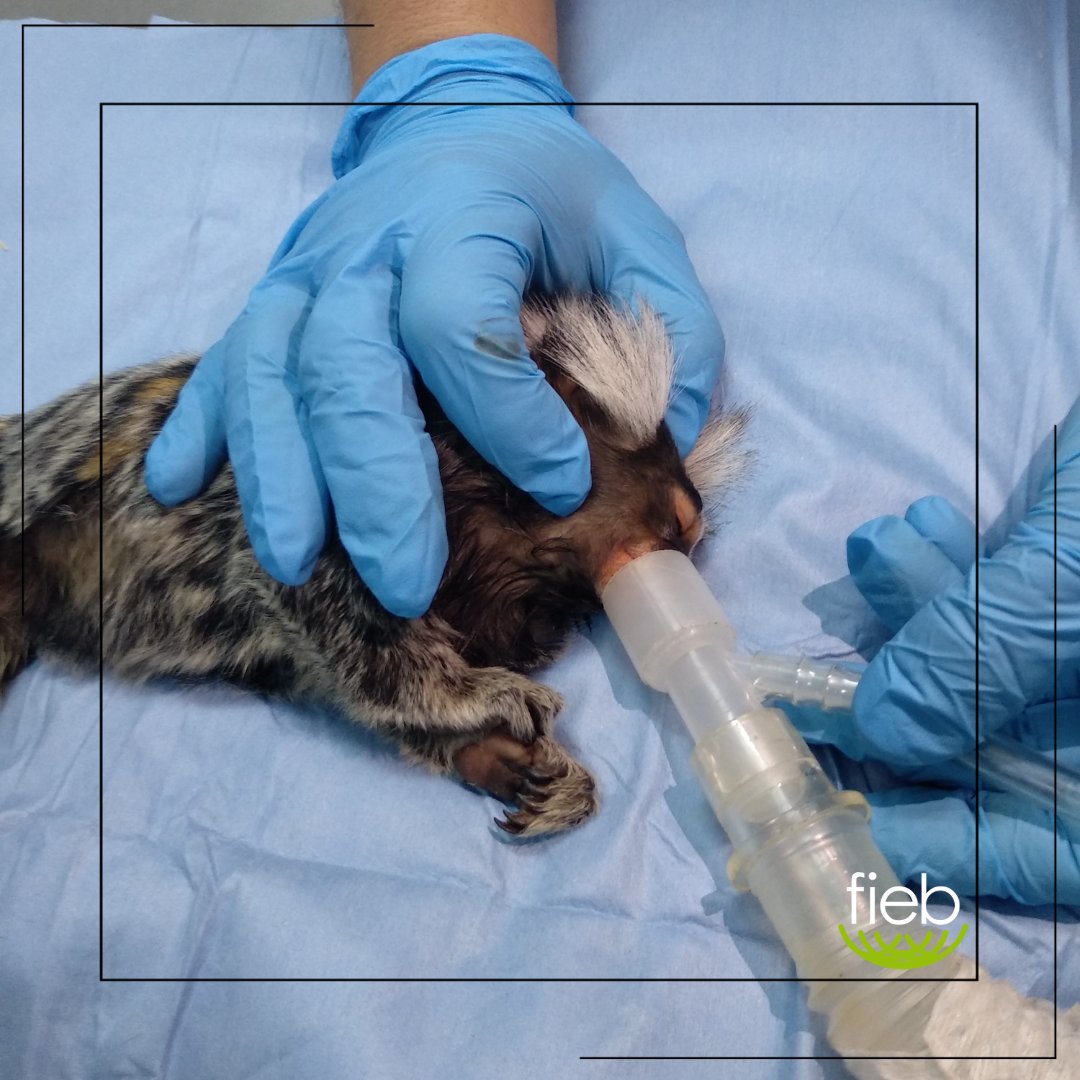 En “Lucha contra el tráfico ilegal de animales CITES a través del conocimiento y la mejora del bienestar de las especies incautadas” nos centramos en la salud física y mental de animales incautados.

Gracias <a href="/FBiodiversidad/">Fundación Biodiversidad</a>

#ProyectosPRTR #PlanDeRecuperación #nextgenerationeu