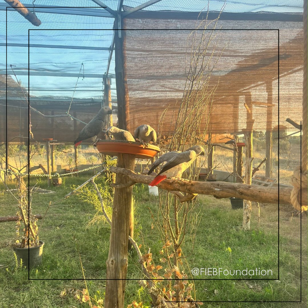 Tras el paso de varios meses desde el traslado de los yacos al voladero grande podemos confirmar que el bienestar de los animales trasladados ha mejorado de manera significativa.

Gracias a <a href="/Goodman_Group/">Goodman Group</a> y @bosquessostenibles por ayudarnos a mejorar la vida de estos animales.