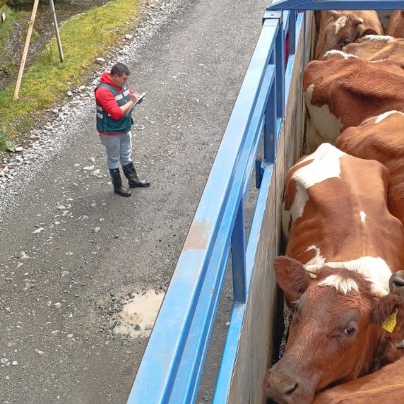 sagchile's tweet photo. Producto del aumento del transporte de ganado desde provincia de #Palena hacia ferias de la región, @sagchile #Chaitén incrementó la fiscalización para verificar porte de formulario de movimiento animal y dispositivo de identificación individual #DIIO en los animales. https://t.co/QATlAIgpKD