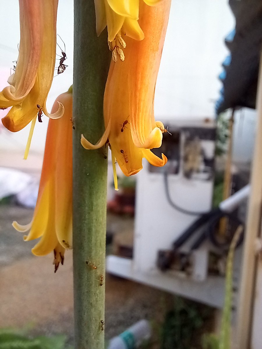 gowthamudharasa's tweet image. ✌️