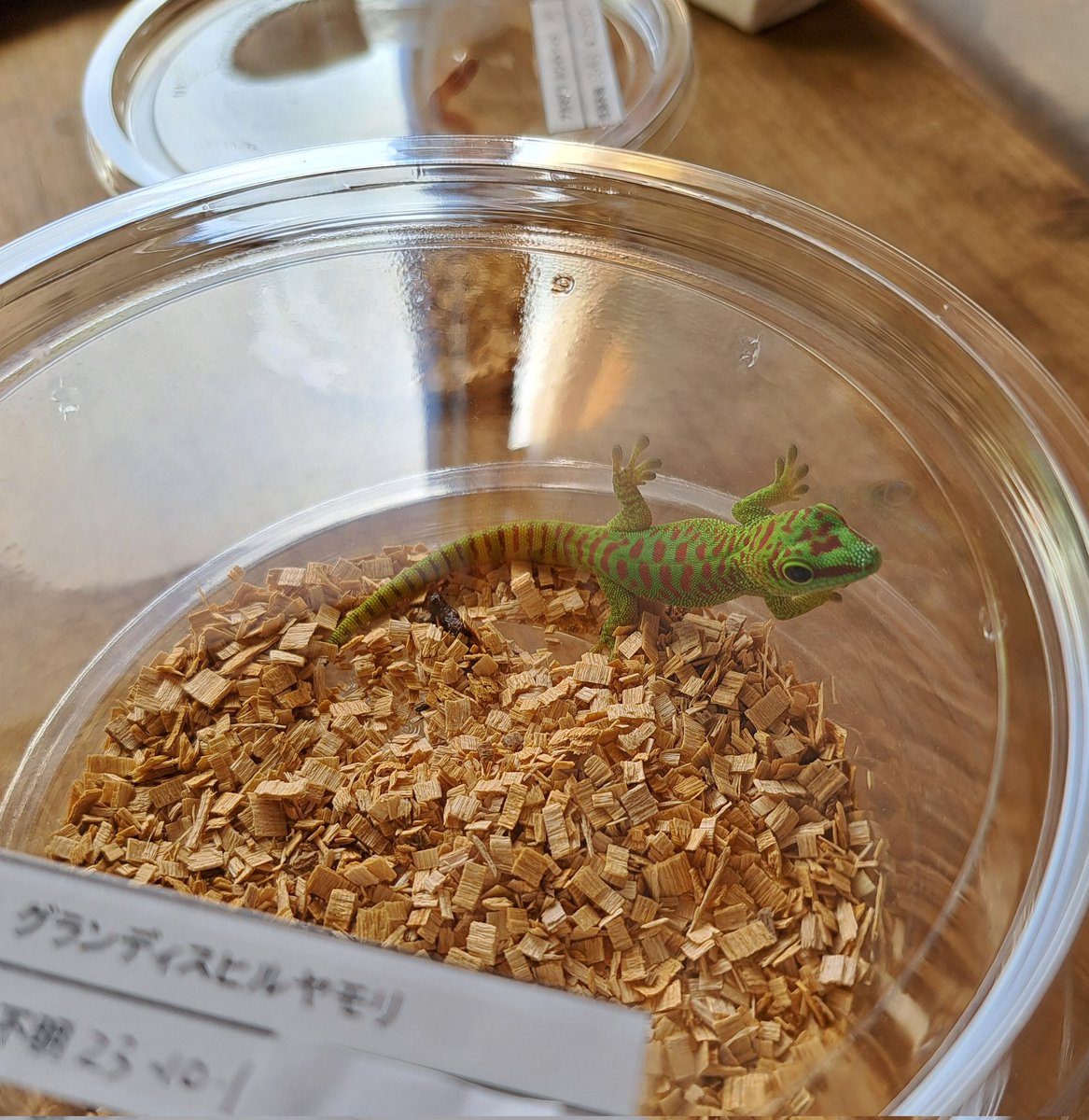 karatsuensis's tweet photo. 明日は暖かそうで良かったです。よろしくお願いします https://t.co/678wDUdgGr