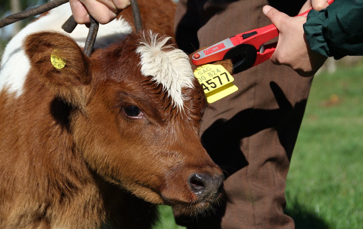 sagchile's tweet photo. Producto del aumento del transporte de ganado desde provincia de #Palena hacia ferias de la región, @sagchile #Chaitén incrementó la fiscalización para verificar porte de formulario de movimiento animal y dispositivo de identificación individual #DIIO en los animales. https://t.co/QATlAIgpKD