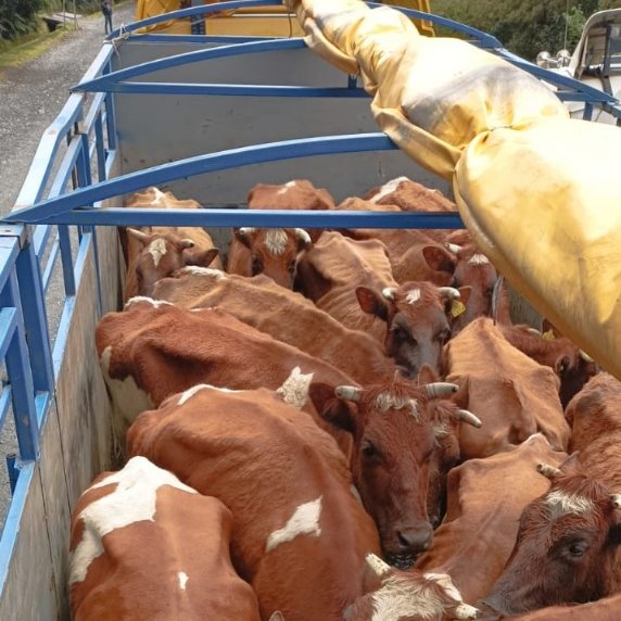sagchile's tweet photo. Producto del aumento del transporte de ganado desde provincia de #Palena hacia ferias de la región, @sagchile #Chaitén incrementó la fiscalización para verificar porte de formulario de movimiento animal y dispositivo de identificación individual #DIIO en los animales. https://t.co/QATlAIgpKD