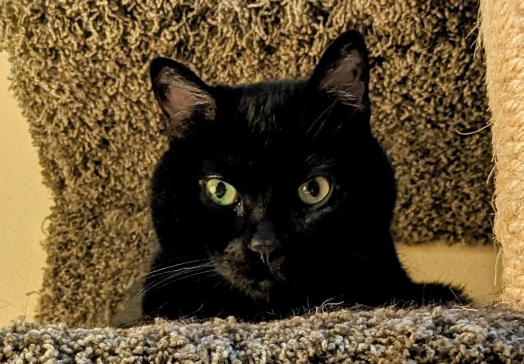 NiklassBader's tweet photo. I volunteered at a shelter, organizing a pet adoption drive. Gathering donations, hosting the event, and seeing pets find homes brought immense joy. Contributing to their happiness felt truly rewarding and fulfilling. https://t.co/hx1YIAi5XE
