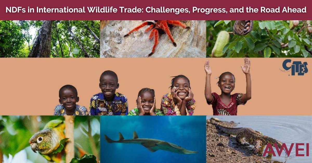 Explore @CITES Secretary General @ivonnehiguero's insights on the nuanced nature of #wildlifetrade. The article delves into the complexities, emphasising the balance needed for conservation. Read more: www0.sun.ac.za/awei/posts/ndf… #WildlifeEconomy