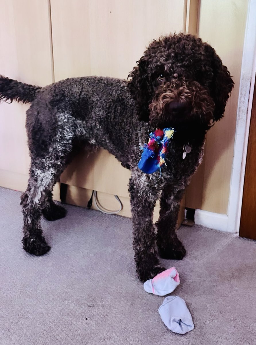 🎉🐾Happy birthday to my favourite co-author, Noah! Thankfully none of my other collaborators are such rampant sock stealers 🧦🥳🎈 #DogBirthday #HandsomeScientist