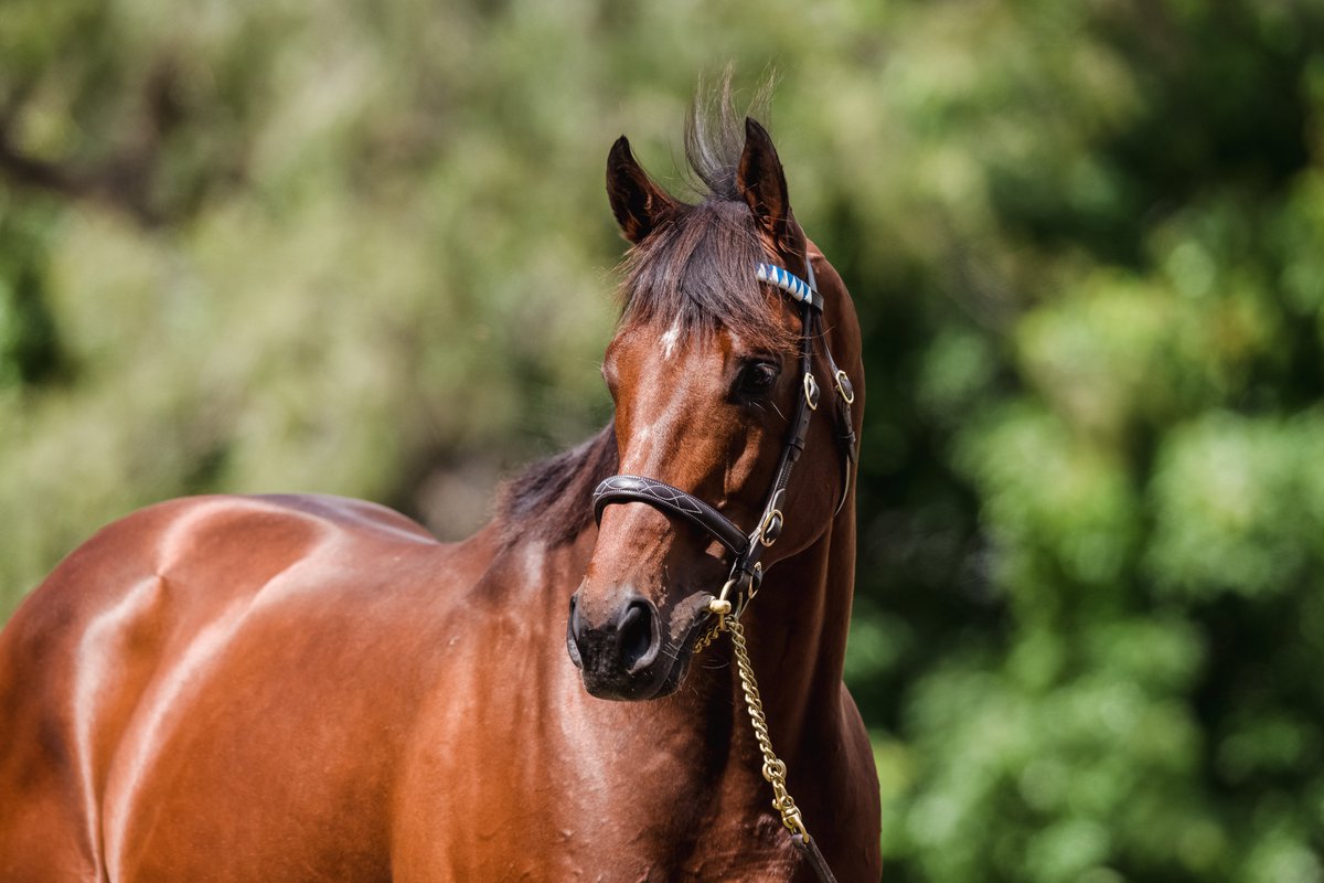 🇮🇪 Another excellent result for #Ghaiyyath <a href="/Goffs1866/">Goffs</a> as his colt out of Oriental Step sells for €150,000 to Katsumi Yoshida

Congratulations to consignor <a href="/Highpark12/">Highpark Bloodstock</a> 👏