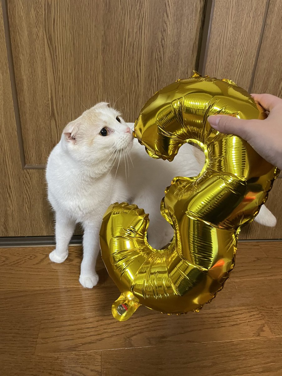 okmngs's tweet photo. ３歳おめでとう。ずっと元気でいてね。 https://t.co/XOAMQwO1od