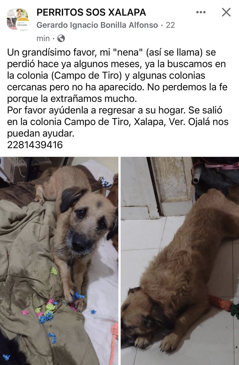 SOS🐶
#Xalapa <a href="/AbelMucino/">Abel Muciño</a> <a href="/PacoDizfinck/">𝗣𝗮𝗰𝗼 𝗗𝗶𝘇𝗳𝗶𝗻𝗰𝗸</a> <a href="/EvaVarona_/">Eva Varona</a> <a href="/pilykuera/">Pily Peregrina</a> <a href="/Corintiacruz/">Corintia Cruz Oregón</a> <a href="/aasullegna/">Angie Triaz🙏🏽</a> <a href="/VialidadXalapa/">Vialidad Xalapa 🚦 VX 🌎</a> <a href="/RoxanaAAT/">Feto de PicaFresa🍓</a> <a href="/mayteponm/">Mayte P.</a> <a href="/mageba04/">Gina alarcon</a> <a href="/anicienta_6/">Ana Pelaez</a> <a href="/daliaperezc/">Dalia Pérez</a> <a href="/tierraverde1943/">ℓια ₊˚.༄ *ﾟ🌱</a> <a href="/sara_juarez/">saraliz</a> <a href="/gabyhvictoria/">gabriela hernandez v</a> <a href="/marydebeck/">Maryde</a> <a href="/Ydlan/">Naldy Patricia</a> <a href="/penelopemoncayo/">Penélope Moncayo.</a> <a href="/Mtra_Shaira/">Shaira</a> <a href="/CECILLIA36/">CECILIA MENDEZ</a> #Banderilla