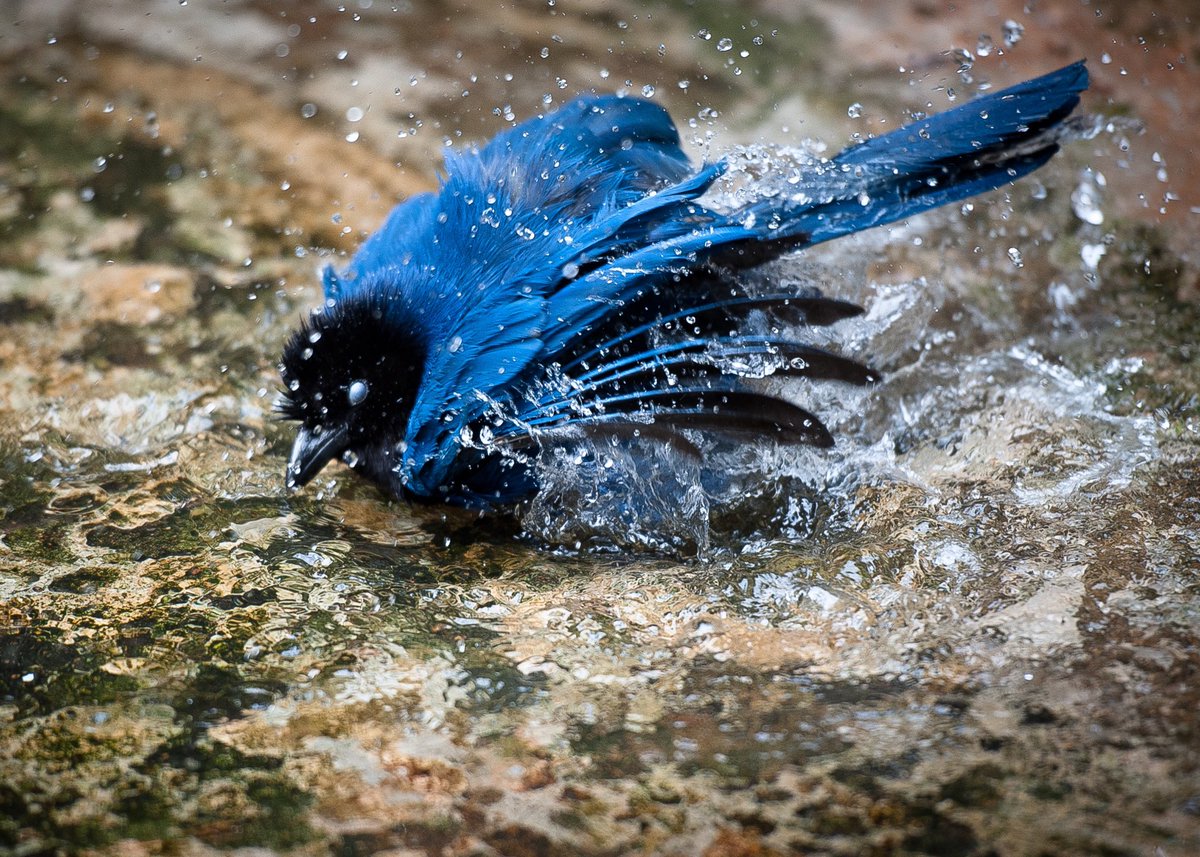 Bom dia!

Hoje está tão quente que até a gralha-azul está brincando na água logo cedo 😂
E aí, como está o clima?