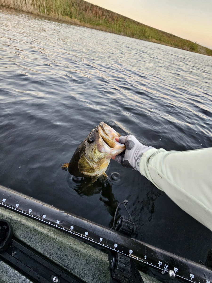 Always nice to see them go and get bigger, I enjoy the release as much as catching them 😀 
#bassfishing #fishing #outdoors #everglades #kayakbassfishing #fishrelease #fishusa #aftcofreshwater #fishanywhere #fishmonkeygloves