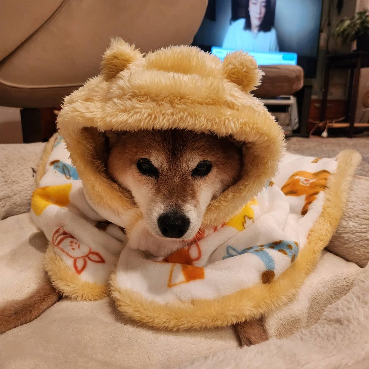冬の準備は万全🐕