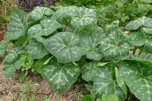 Pumpkin leaves Pumpkin leaves are rich in essential minerals. It is required for muscle contractions. Fluid balance. Chemical signaling between neurons (nerve cells). It also helps ensure the kidneys, digestive system, and heart are functioning properly.