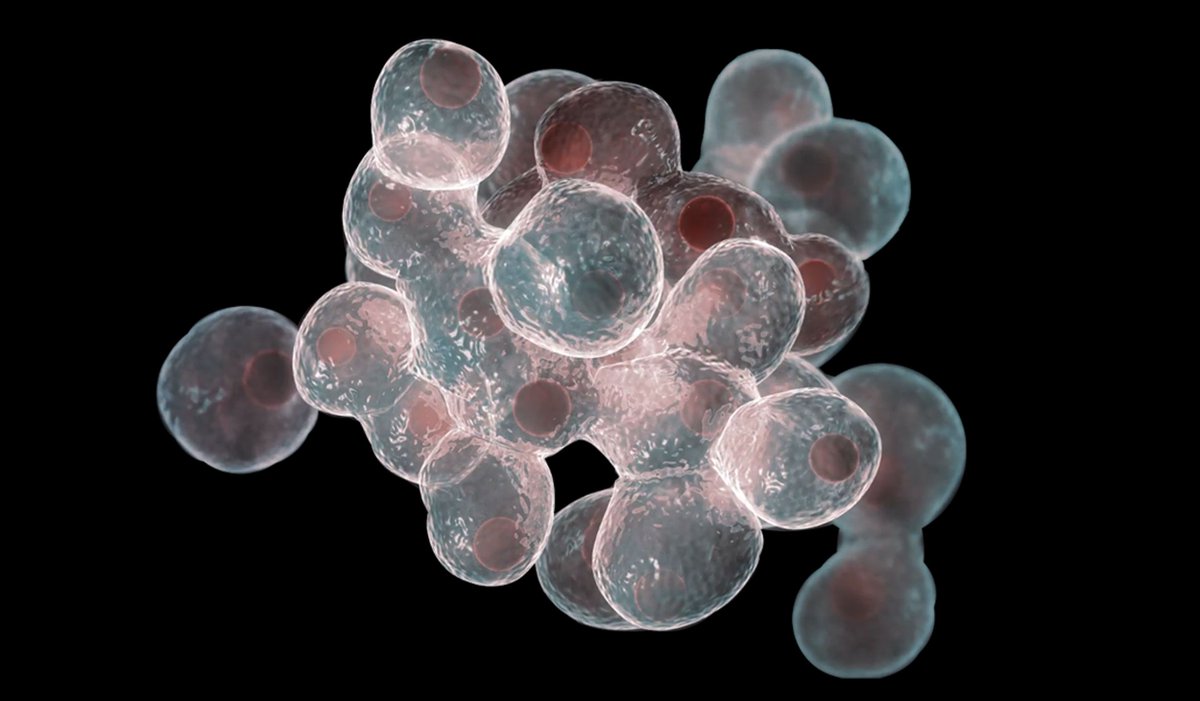 "Cell proliferation, the dynamic process of cell division and growth, is at the heart of life's continuity. From tissue repair to embryonic development, it's a fundamental mechanism shaping our existence. 🔄🔬 #CellProliferation #Biology #Science"