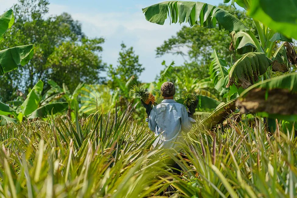 AITFoundation's tweet photo. Our dedicated EU-certified farmers put their heart and soul into sustainable pineapple cultivation. No pesticides, just organic methods like using coffee husks for fertilization. Join us in backing #FarmersForChange, adopting #SustainableChoices https://t.co/slxmSKEZHM