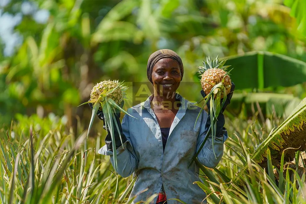AITFoundation's tweet photo. Our dedicated EU-certified farmers put their heart and soul into sustainable pineapple cultivation. No pesticides, just organic methods like using coffee husks for fertilization. Join us in backing #FarmersForChange, adopting #SustainableChoices https://t.co/slxmSKEZHM