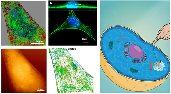 Instituto de Ciencia de Materiales Madrid - CSIC (@icmm_csic) on Twitter photo 💥 Researchers discover how cells react to mechanical stimuli depending on their frequency, a step towards the advancement of nanomedicine
👉 Paper by <a href="/ForcetoolLab/">Forcetool Lab</a> and <a href="/MaMBIOGroup/">MaMBIO Group ICMM-CSIC</a> (<a href="/Nanomed_CSIC/">NanomedCSIC</a>) for @Piezo4Spine icmm.csic.es/en/actualidad-… 💥 Researchers discover how cells react to mechanical stimuli depending on their frequency, a step towards the advancement of nanomedicine
👉 Paper by <a href="/ForcetoolLab/">Forcetool Lab</a> and <a href="/MaMBIOGroup/">MaMBIO Group ICMM-CSIC</a> (<a href="/Nanomed_CSIC/">NanomedCSIC</a>) for @Piezo4Spine icmm.csic.es/en/actualidad-…