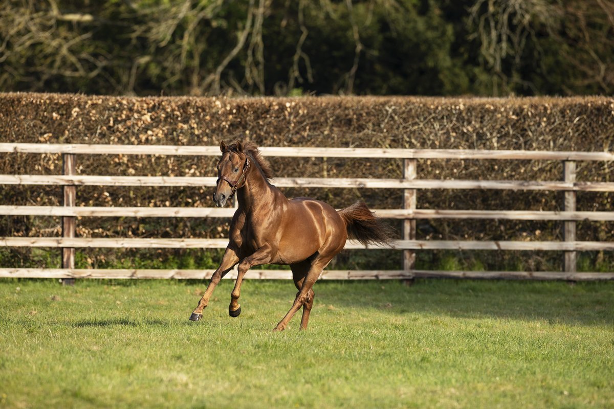 🇮🇪 A filly from the first crop of 3⃣x G1 winner #SpaceBlues sells for €85,000 <a href="/Goffs1866/">Goffs</a> November Foal Sale

Consigned by <a href="/Highpark12/">Highpark Bloodstock</a>, she is a half-sister to Stakes performers Broken Stones and Ursa 👏