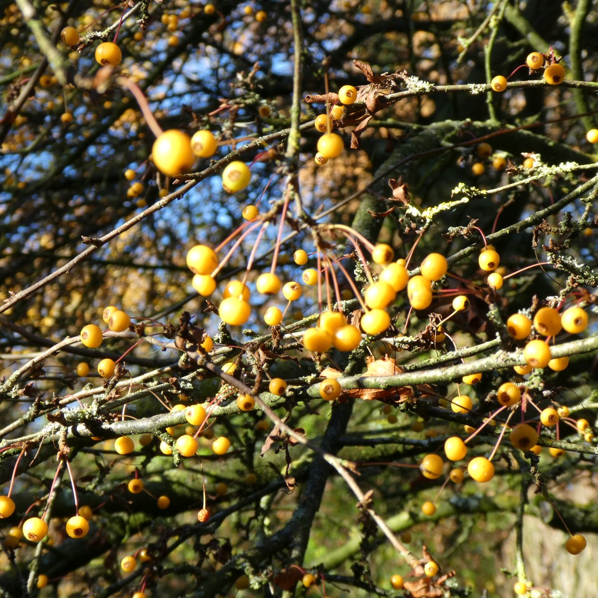 SLGardens's tweet photo. Malus transitoria is covered with tiny crab apples, such a good small tree, masses of flowers in spring and autumn colour and fruit
#Malus #Crabapples #SmallTree #AutumnJoy # #GardenInspiration #YorkshireGarden https://t.co/0xT3KWa5tw