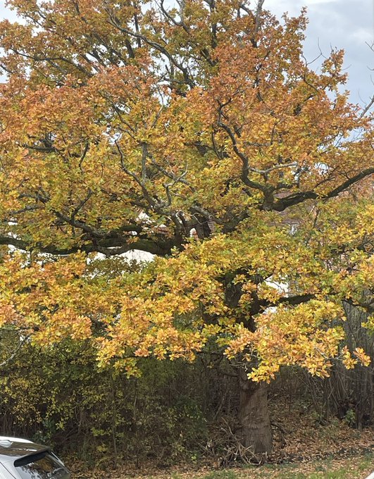 This old Oak tree is outside my bedroom window, I love it, speak to it daily, reminds me of the tree<a href="/tag/linseydawnmckenzie"class="tags"><span>#linseydawnmckenzie</span></a>
