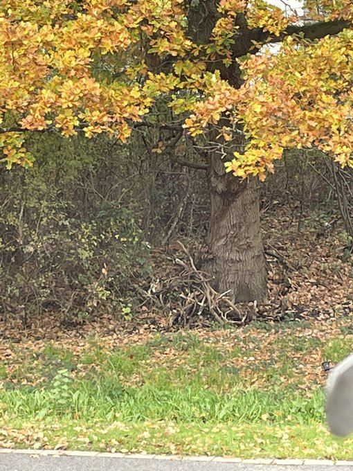 This old Oak tree is outside my bedroom window, I love it, speak to it daily, reminds me of the tree<a href="/tag/linseydawnmckenzie"class="tags"><span>#linseydawnmckenzie</span></a>