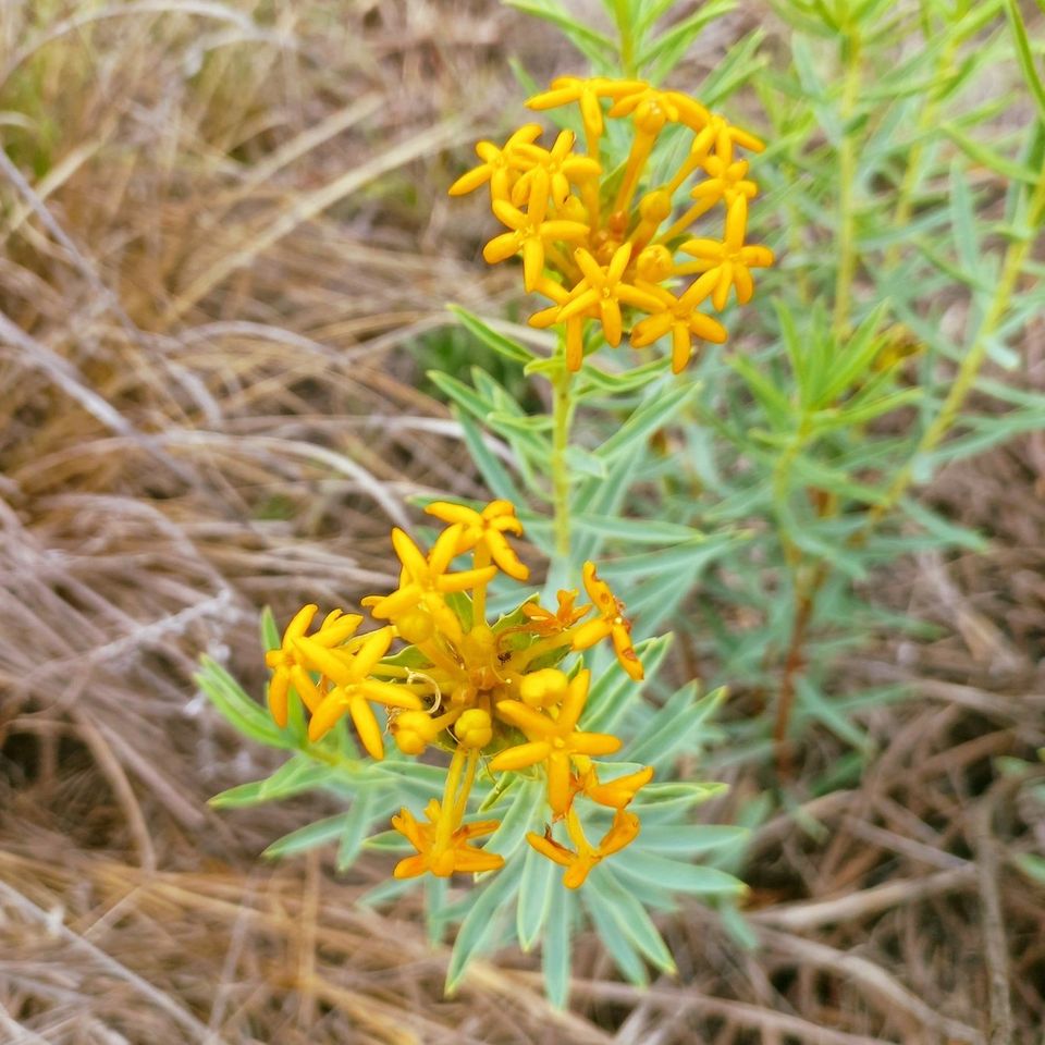 Nature is bursting with colour! Come and enjoy.

#nature #photography #flowers #plantlover #hiking #trails