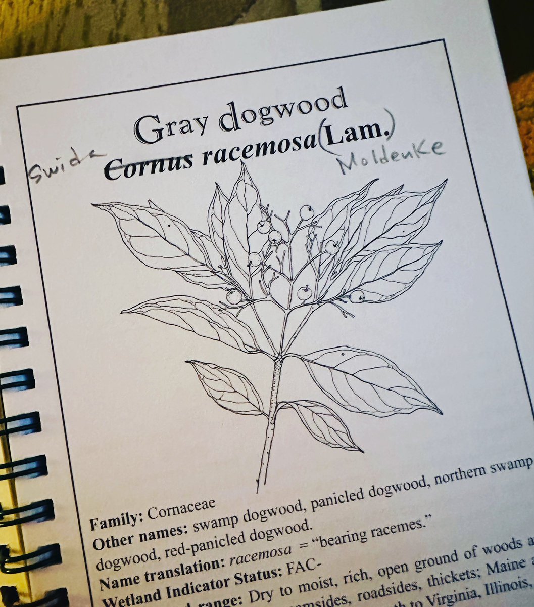 MartineBotany's tweet photo. One of the name changes for the Shrubs and Vines of NJ 3rd edition….. the shrubby dogwoods moving from Cornus to Swida.
#iamabotanist #nomenclature #swida #cornus #dogwood #shrubsofnewjersey https://t.co/bYJo8Tf7MC