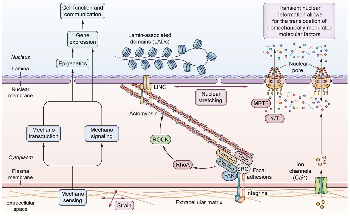 Mechanobiology of portal hypertension 🔓#OpenAccess at 👉 jhep-reports.eu/article/S2589-… #LiverTwitter