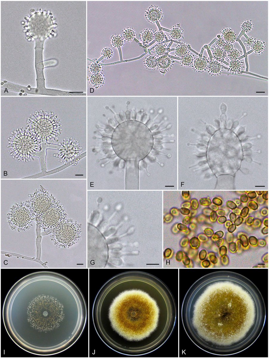 Escovopsis  is a common inhabitant of fungus-growing ant colonies that have co-evolved with these insects. The present study introduces 13 new species isolated from attine nests collected in Argentina, Brazil, Costa Rica, Mexico, and Panama. doi.org/10.3114/sim.20… @Unesp_Global